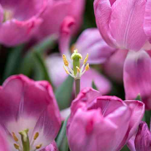 فرود مرادی یایه چند نفر سینه سوخته وی بخش وسایه ونوُی